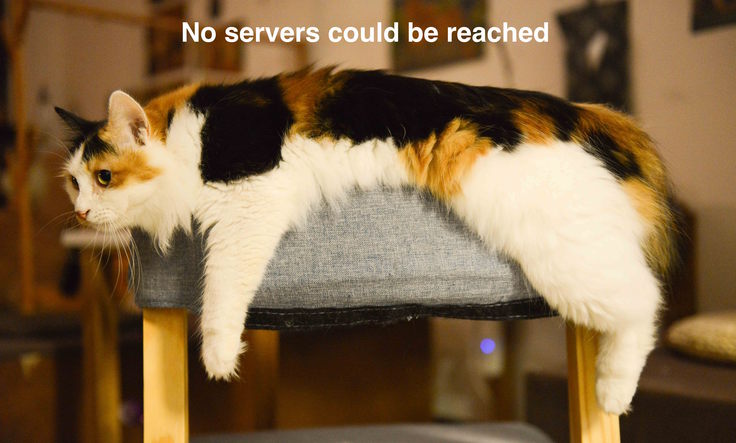 Cat trying (not very hard) to reach a nameserver